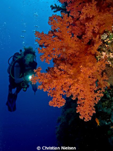 Beautiful soft coral on Big Brother. 
The diver is my wi... by Christian Nielsen 